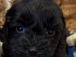 Cockapoo dogs 🐾STUNNING COCKERPOO F1 REGISTERED BREEDER🐾 - Advert 15