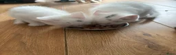 Mixed Breed cats for sale: male kittens - Advert 2