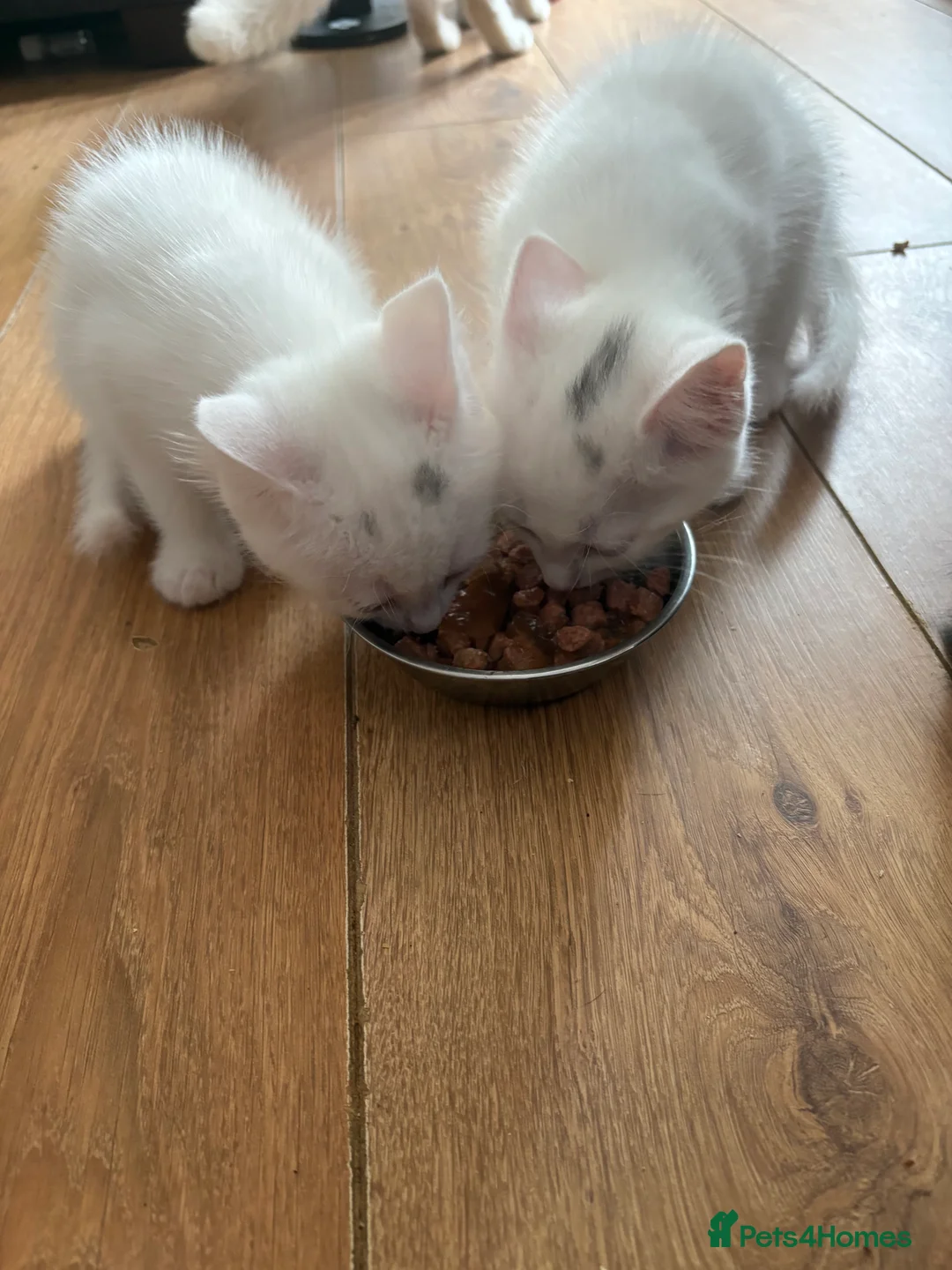 Mixed Breed cats for sale: male kittens - Advert 2