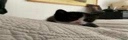 Domestic Shorthair cats for sale: Beautiful kittens ready in 5 weeks - Advert 15