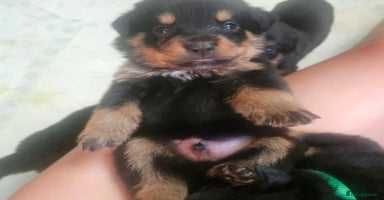 Rottweiler dogs - Advert 4