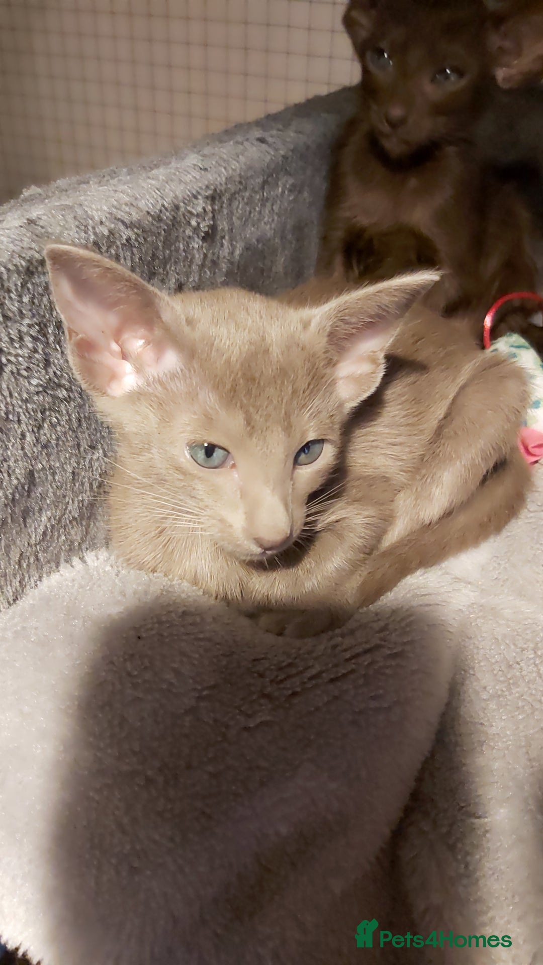 Oriental cats for sale: Full Pedigree Oriental 1 Kitten XL size ears GCCF - Advert 23
