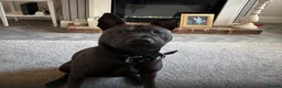 Mixed Breed dogs for sale: Bear - Belgian Shepherd/ Shar Pei/ Staffy mix - Advert 3