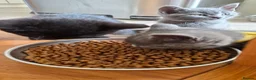 British Shorthair cats for sale: Beautiful British Shorthair Cross Kittens - Advert 5