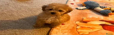 Maltipoo boy