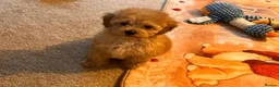 Maltipoo dogs for sale: 💛🌺 Two beautiful maltipoo pups 🌺💛 in Tonbridge - Advert 24