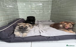 German Shepherd dogs for sale: ❤️KC health tested unique gsd babies 🩷 - Image 2