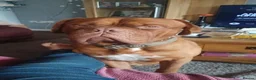 Dogue De Bordeaux dogs for sale: Dogue de bordeaux Male - Advert 8