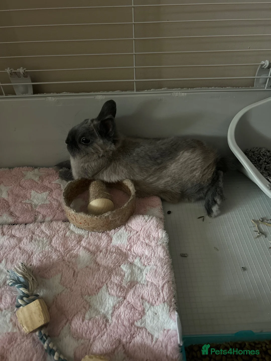 Netherland Dwarf rabbits for sale: Dwarf rabbit  in London - Advert 3