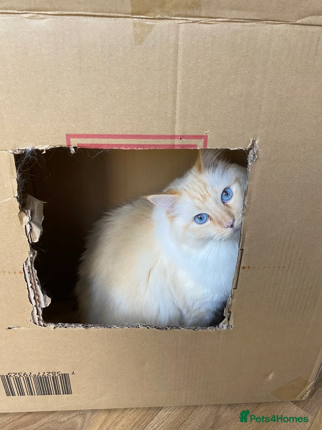 Ragdoll cats for sale: 2 ragdoll 8 year old brothers - Advert 8