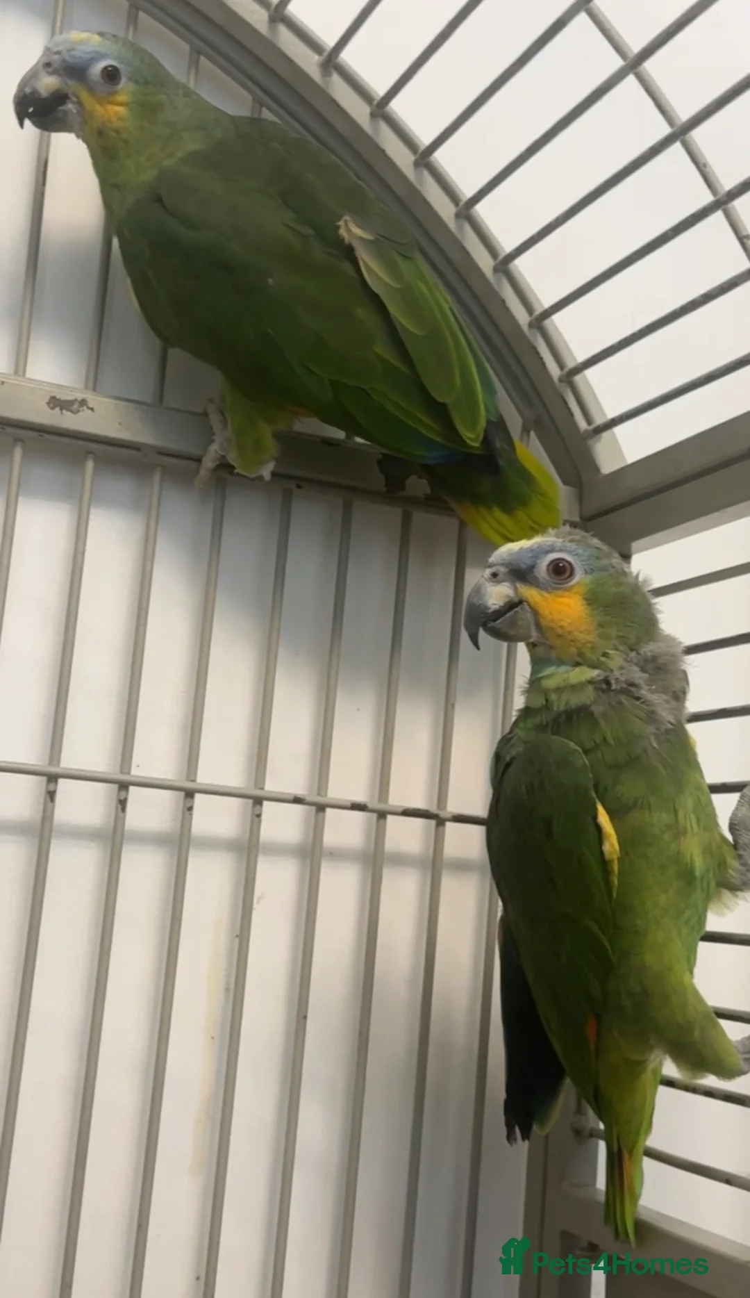Parrots birds for sale: tame and talking baby orange wing Amazon parrot - Advert 8