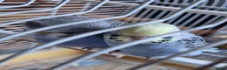 Budgerigars birds for sale: Baby Budgies  in Walsall - Advert 7