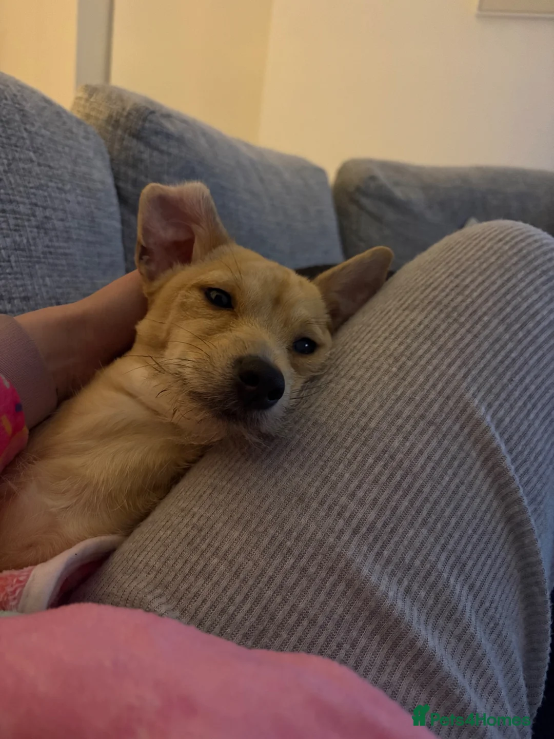 Mixed Breed dogs for sale: Patient loving dog looking for her forever home ❤️ - Advert 1