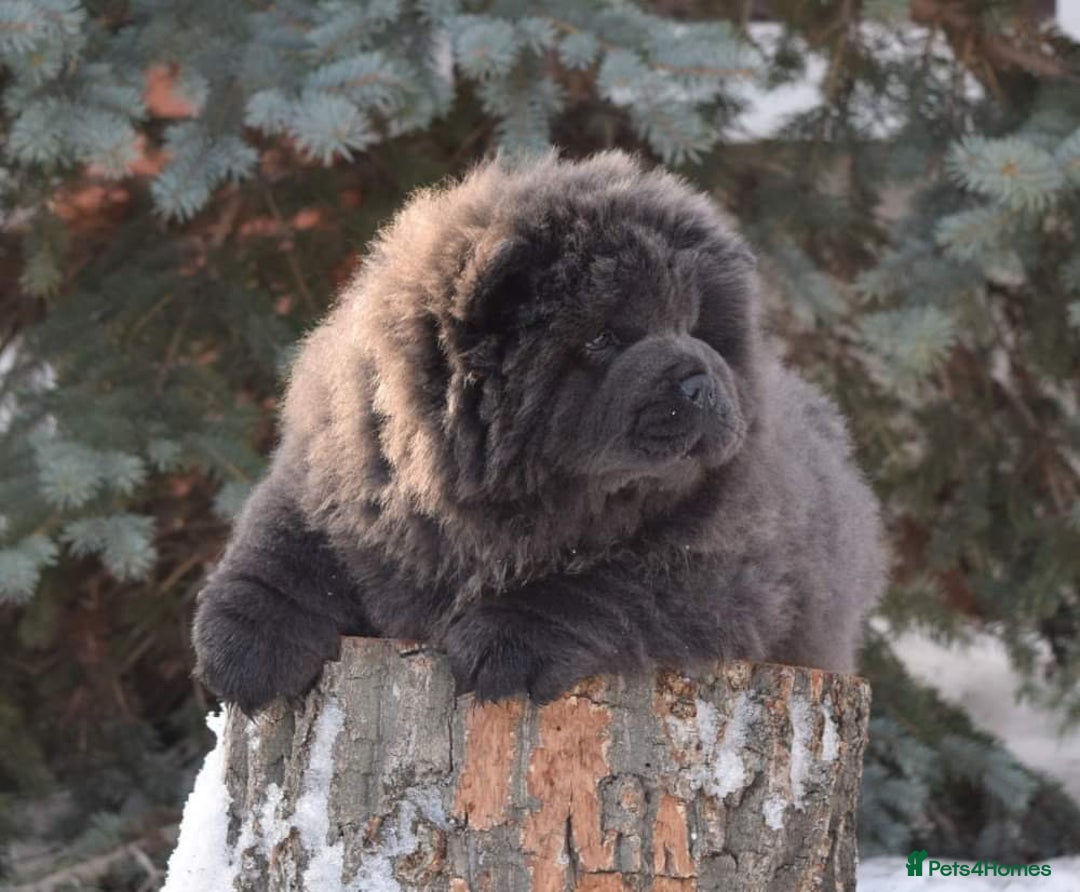 Chow Chow dogs for sale: Stunning kc chow chow  - Advert 22