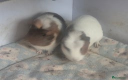 Guinea Pig rodents for sale: 2 handsome boys looking for forever home - Image 7