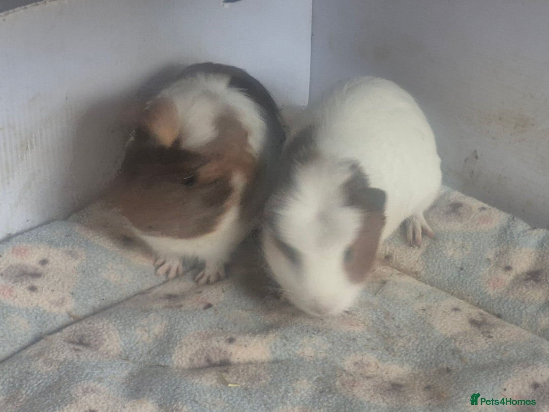 Guinea Pig rodents for sale: 2 handsome boys looking for forever home - Image 7