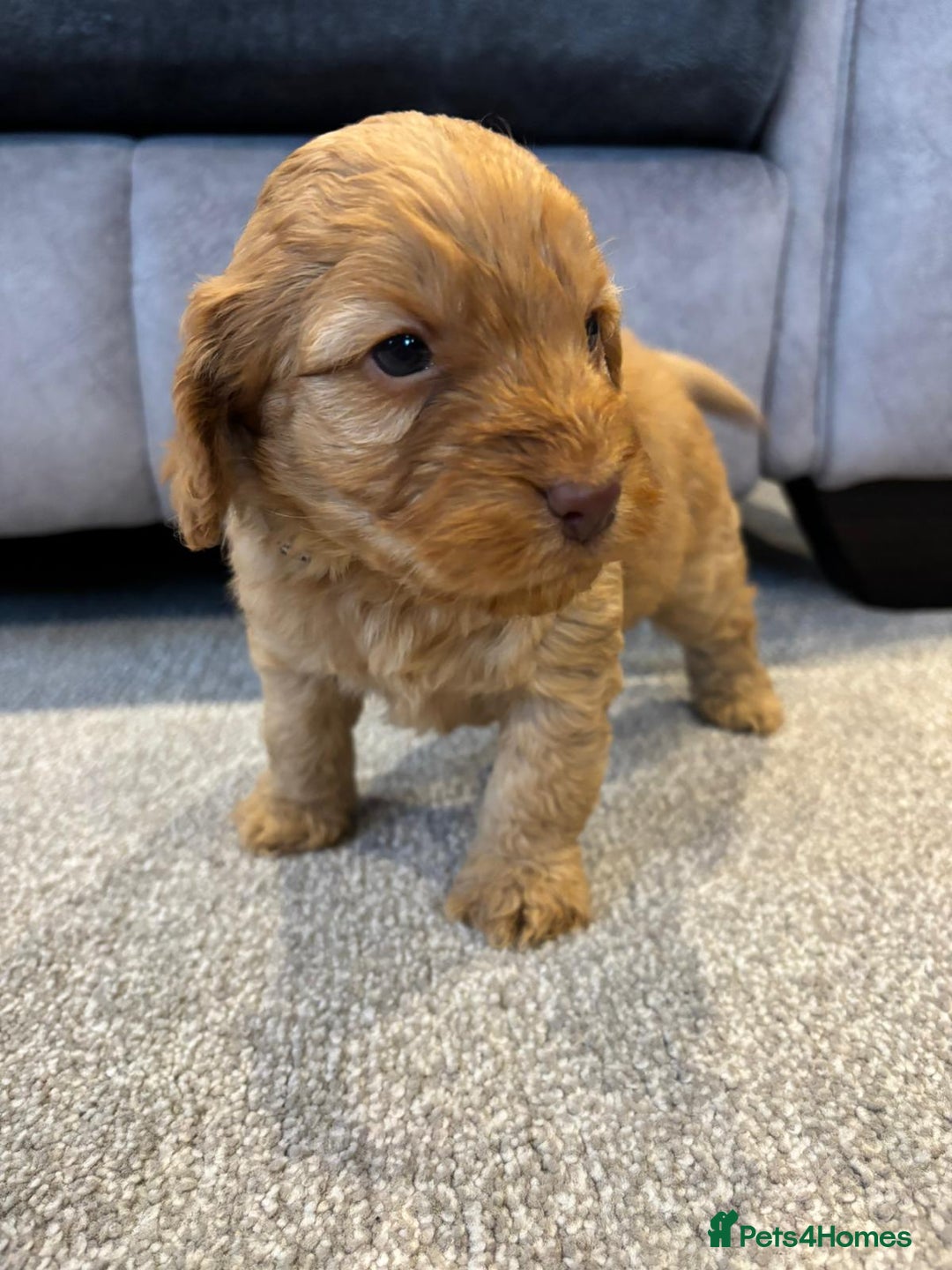 Cockapoo dogs for sale: Six stunning cockapoo puppies - Advert 31