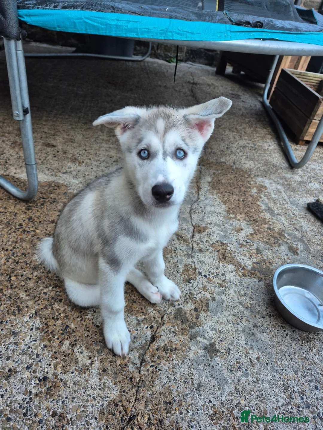 Siberian Husky dogs for sale: Two 12week old males siberian huskies  - Advert 2