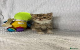 British Shorthair cats for sale: Gorgeous British shorthairs - Image 22