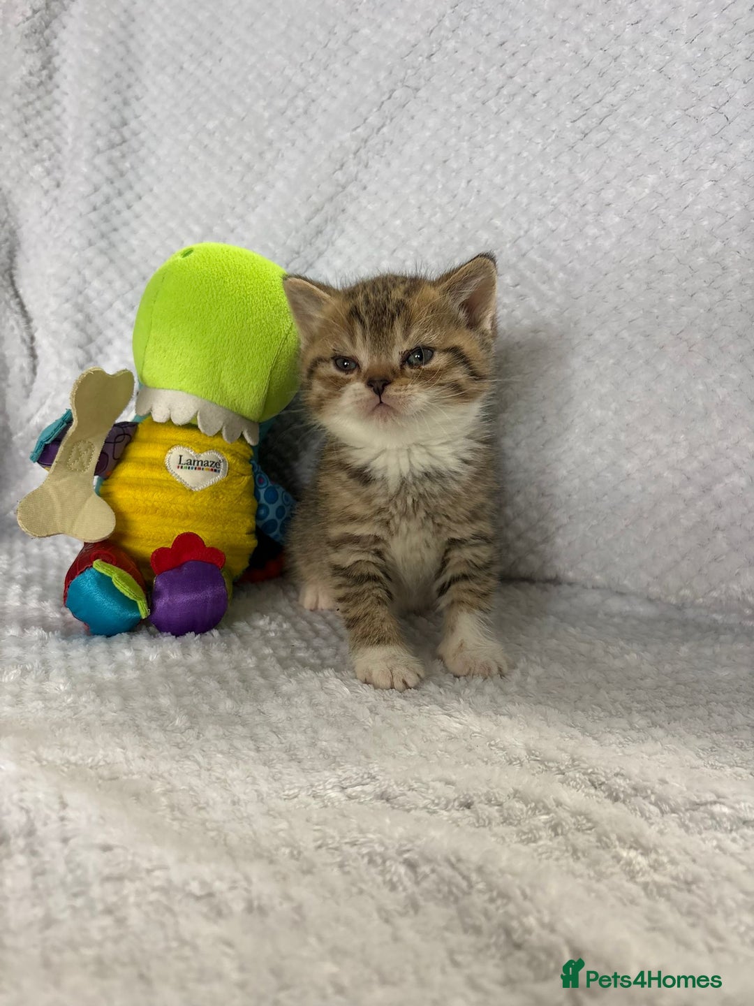 British Shorthair cats for sale: Gorgeous British shorthairs - Image 22