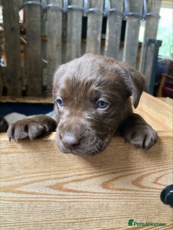 Labrador Retriever dogs for sale: Beautiful Chocolate Labradors - Advert 1