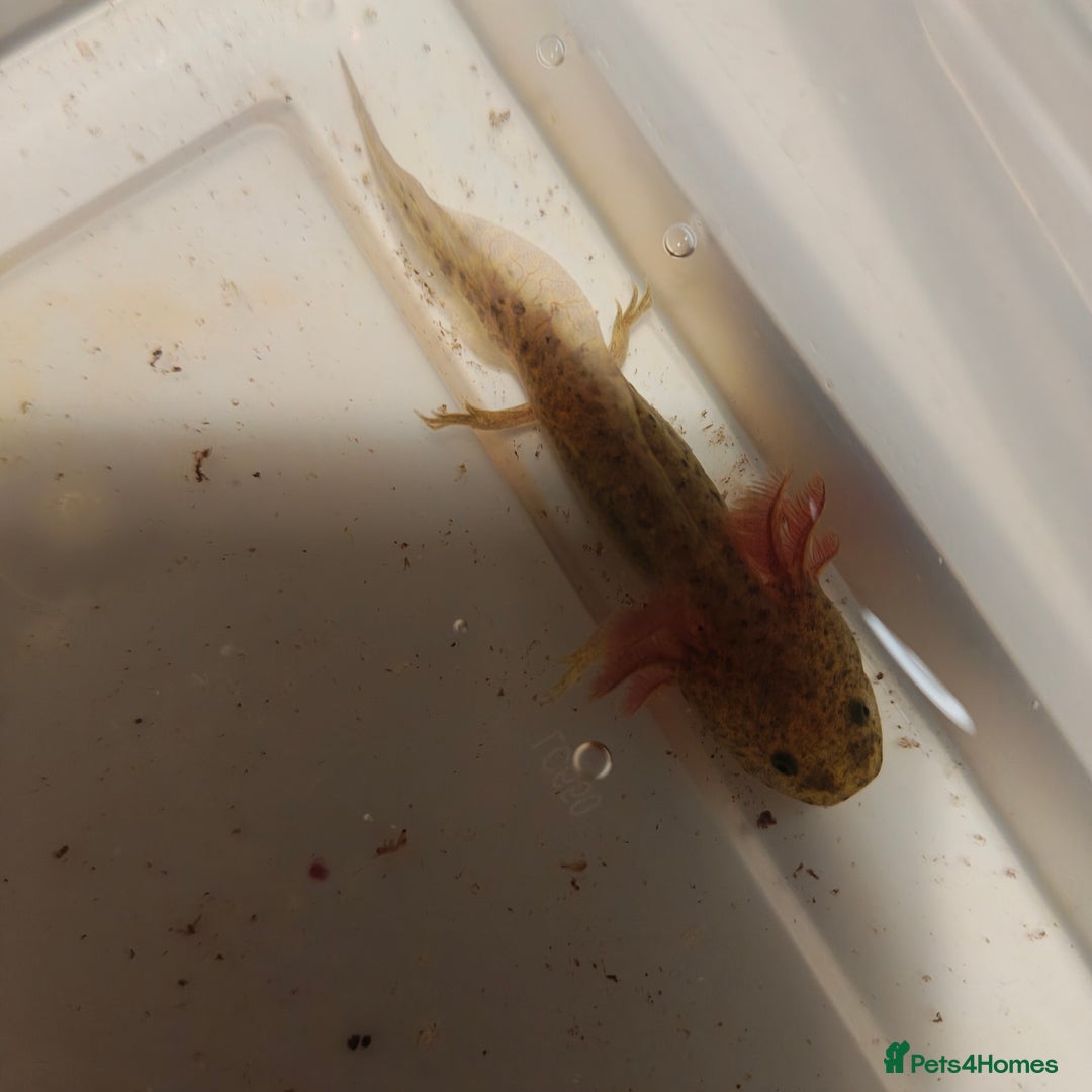 Axolotl reptiles for sale: 3 month old axolotls - Advert 4