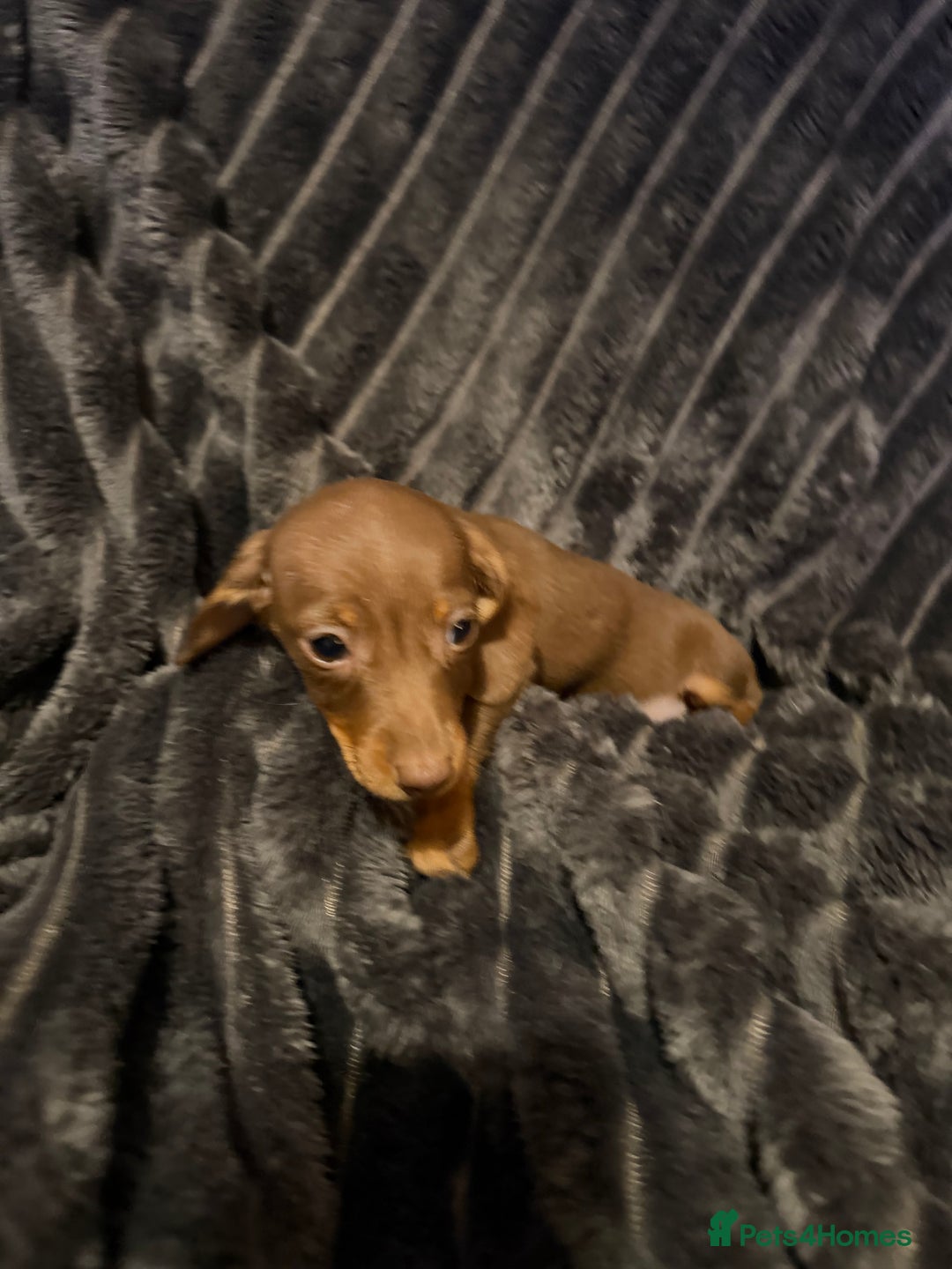 Miniature Dachshund dogs for sale: Stunning Miniature Dachshund kc reg READY NOW 🎄🎄 - Advert 22
