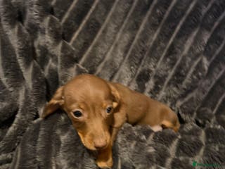 Miniature Dachshund dogs Miniature Dachshund READY TODAY REDUCED NOW x - Advert 17