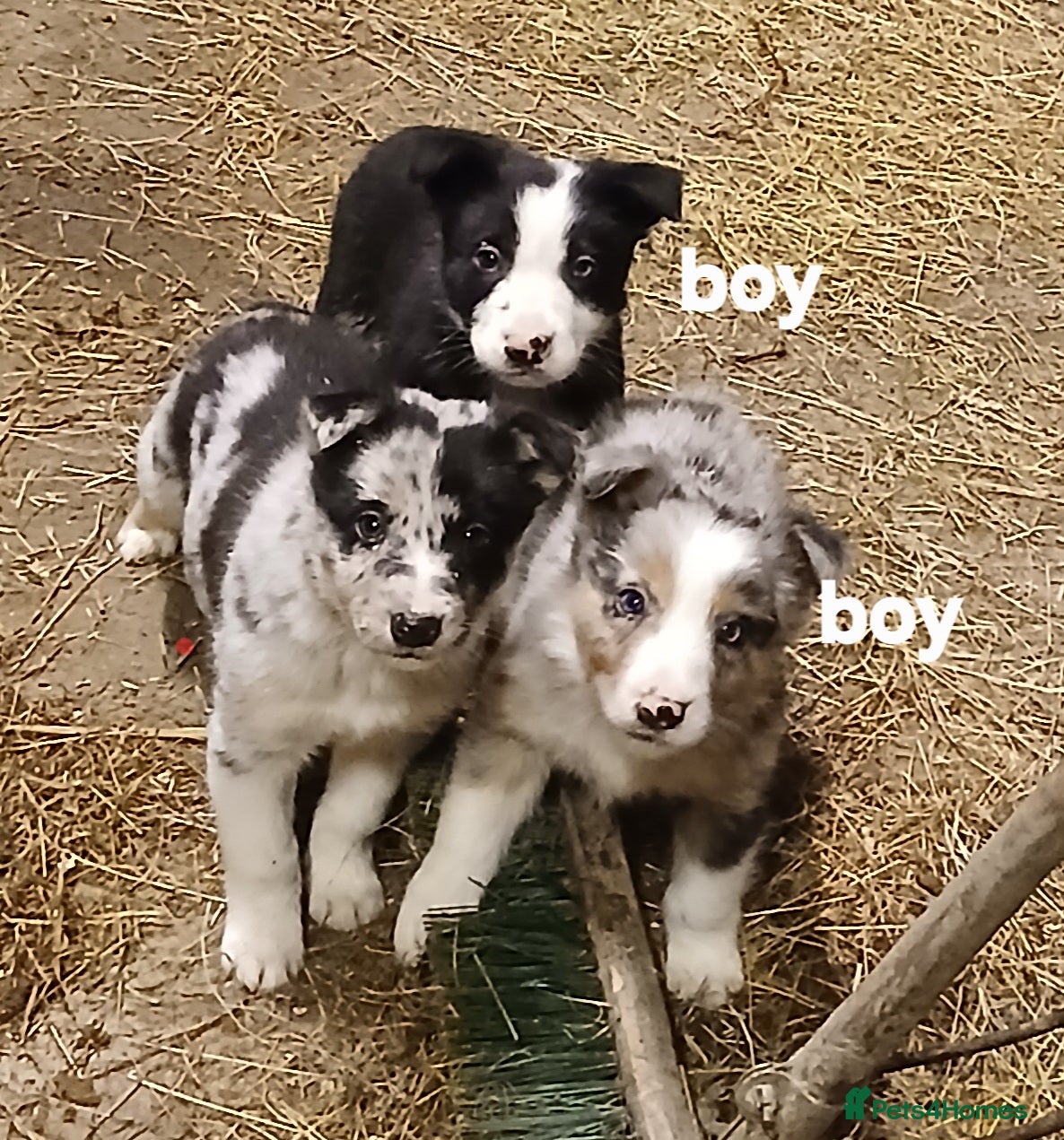 Border Collie dogs Blue merl and a Black/white male Collie available  - Advert 18