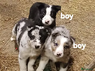 Border Collie dogs Blue merl and a Black/white male Collie available - Advert 18