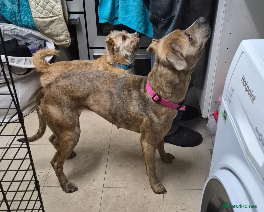 Mixed Breed dogs for sale: Presa Canario x Staffordshire Bull Terrier in Walsall - Advert 2