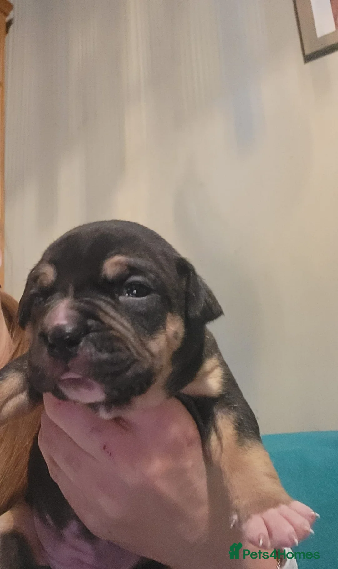 Mixed Breed dogs for sale: Gorgeous American Bulldog cross mastiff puppies - Advert 11