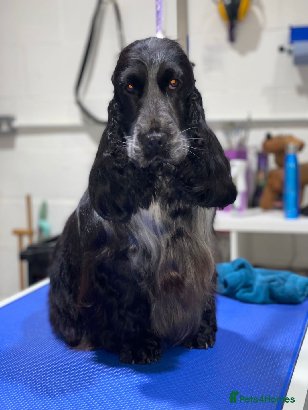 Cocker Spaniel dogs for sale: True show type male.  - Image 7