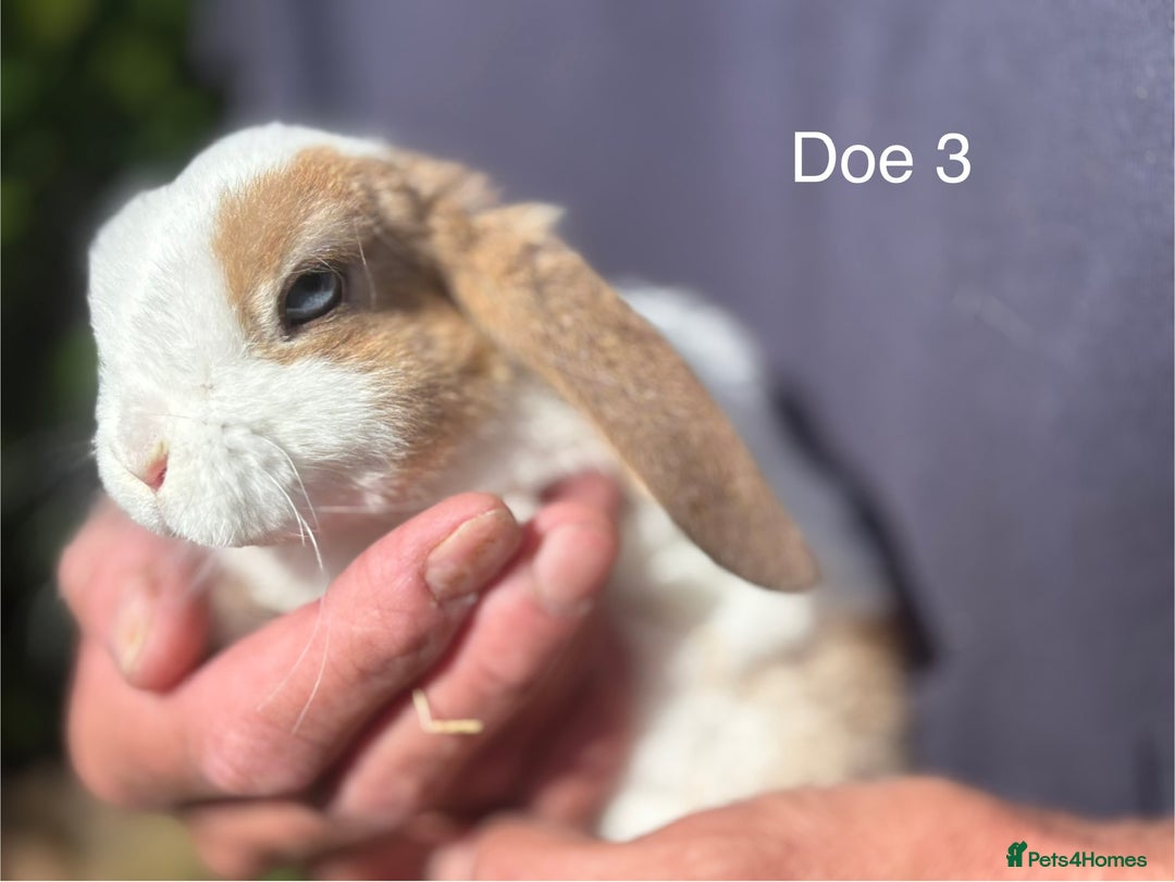Mini Lop rabbits for sale: Gorgeous Pure Mini Plush Lops - Image 20