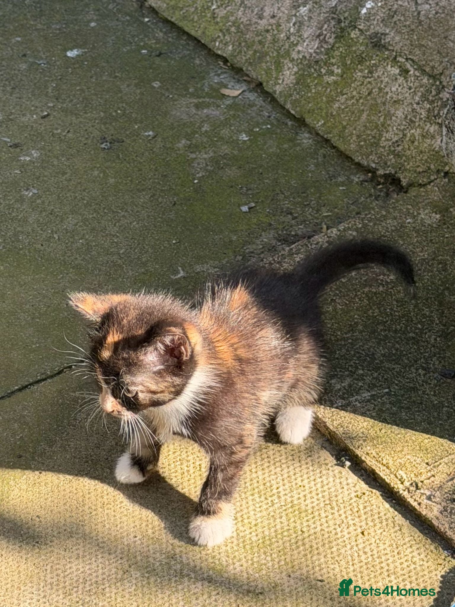 Mixed Breed cats Gorgeous kittens - Advert 2