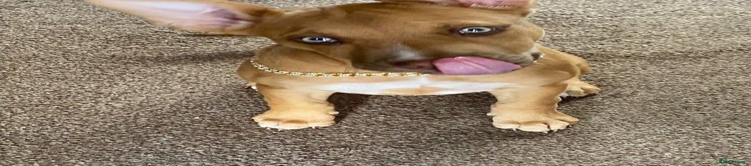 Mixed Breed Puppy 1