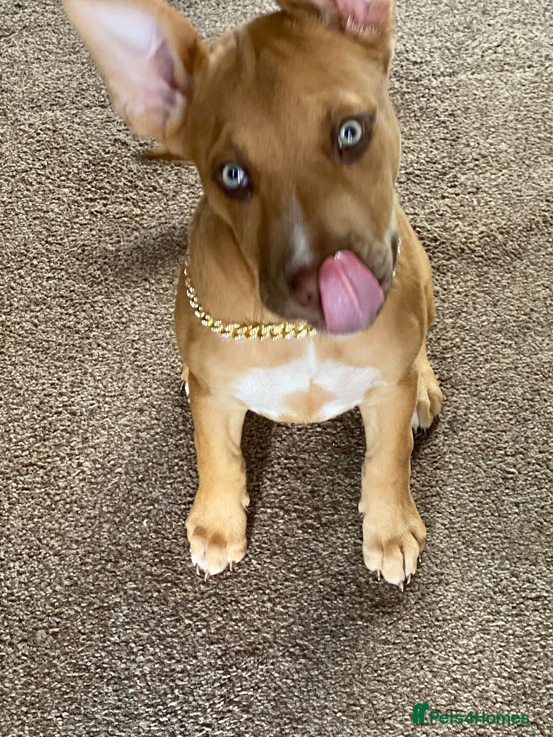 Mixed Breed dogs for sale: 4 month old belgian malinous x staff - Image 8