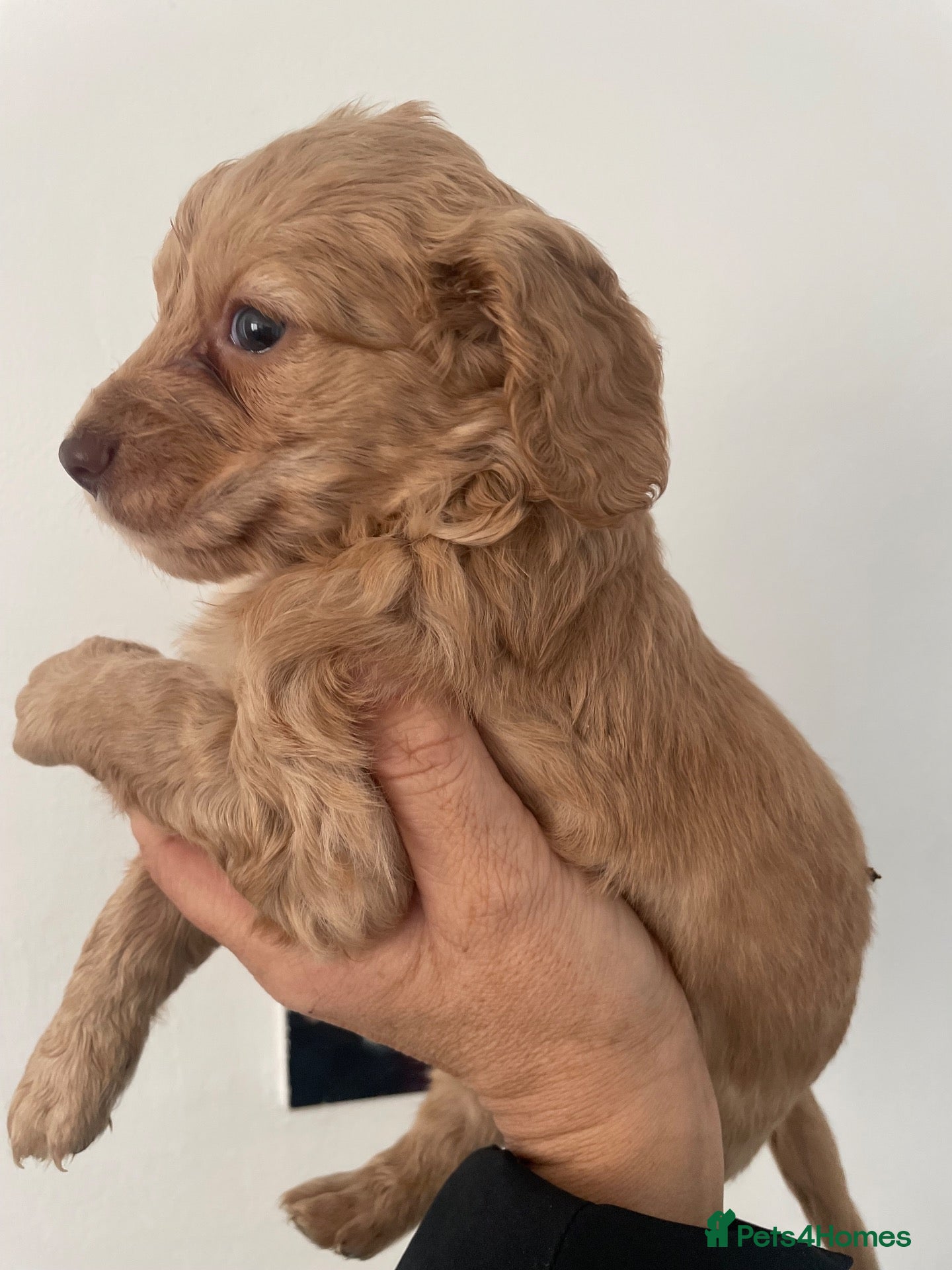Cockapoo dogs for sale: F1 Gorgeous Cockerpoo Babies - Advert 24