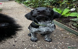 German Wirehaired Pointer dogs for sale: Sweet natured German Wirehaired Pointer boy  - Image 3