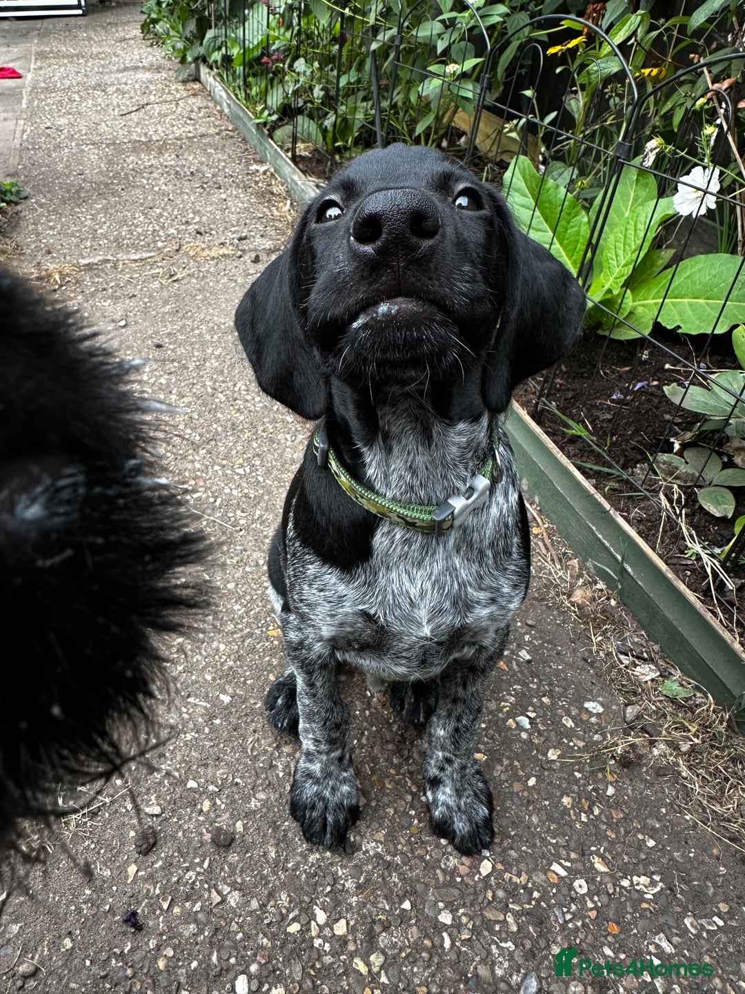 German Wirehaired Pointer dogs for sale: Sweet natured German Wirehaired Pointer boy  - Image 3