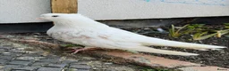 Pigeons birds for sale: Modena Pigeon for sale  in Luton - Advert 2