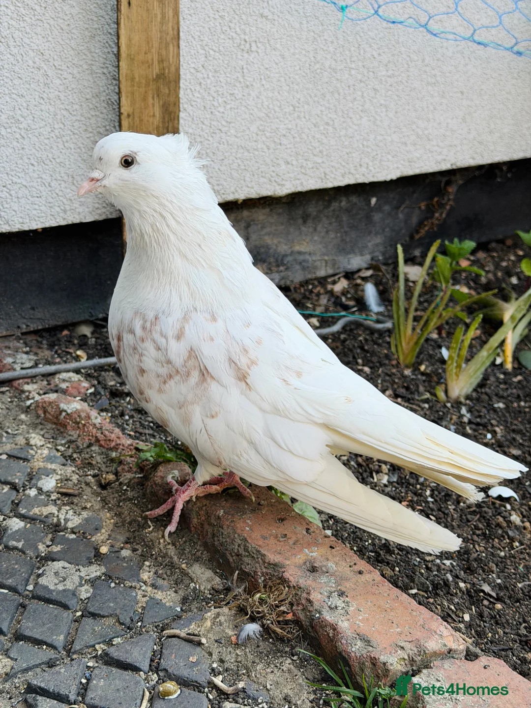 Pigeons birds for sale: Modena Pigeon for sale  in Luton - Advert 2