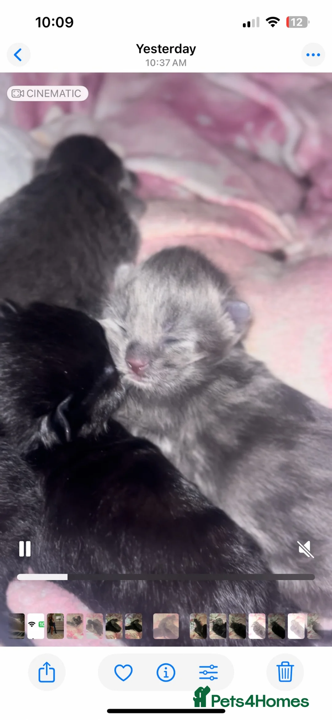 Mixed Breed cats for sale: Rare Bengal X 3rdGen MaineCoon kittens  - Advert 1