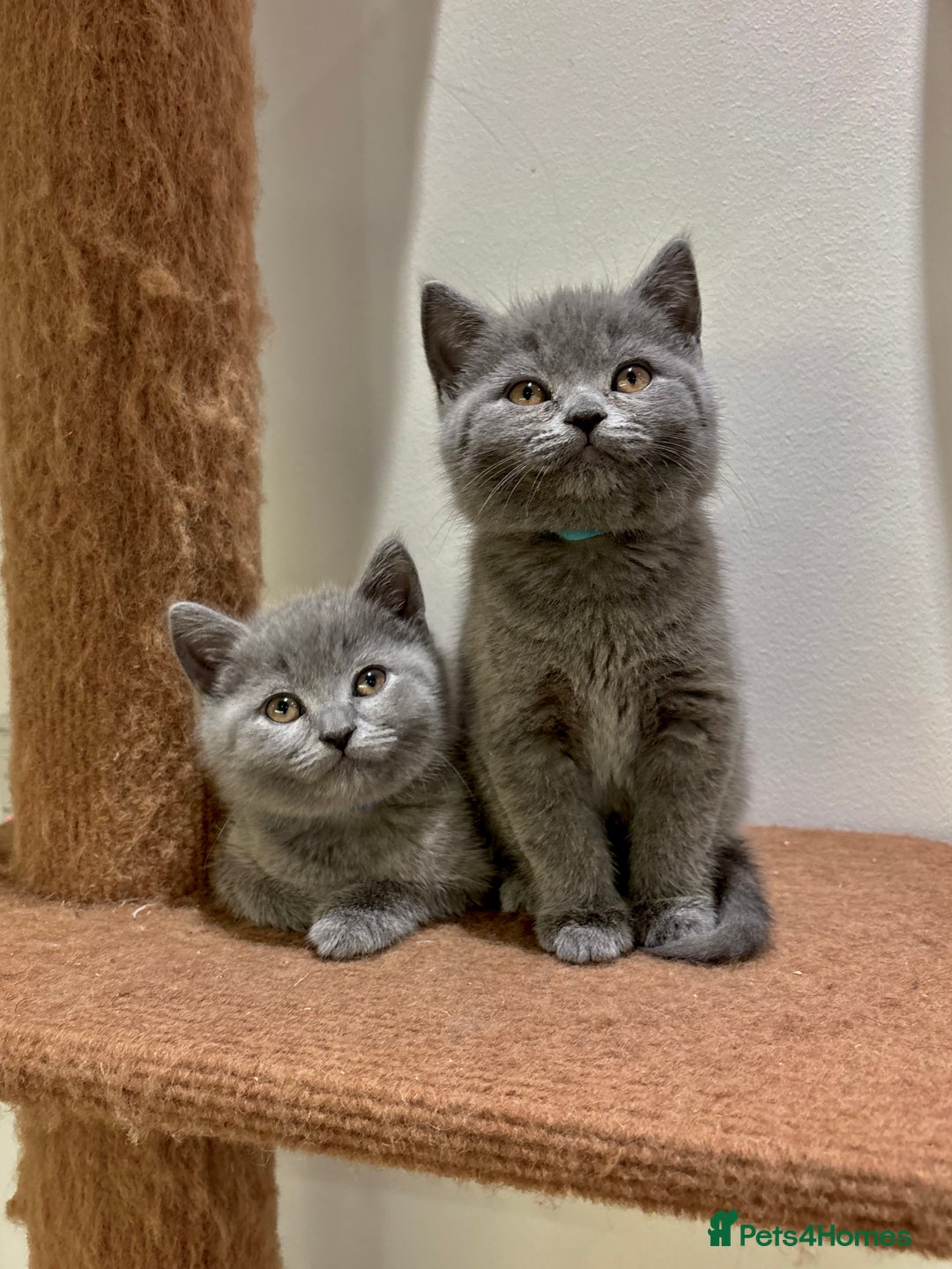 British Shorthair cats for sale: Beautiful Chunky British Shorthair Kittens Pure - Image 4