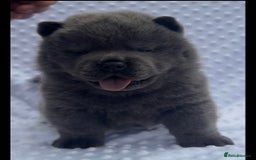 Chow Chow dogs for sale: Quality chow chow pups - Image 37