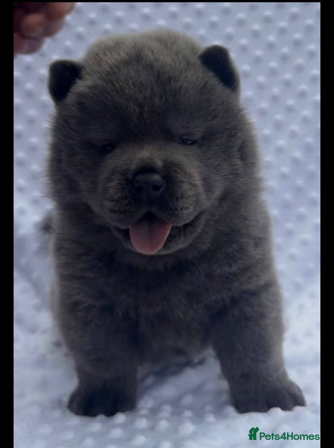 Chow Chow dogs for sale: Quality chow chow pups - Image 37