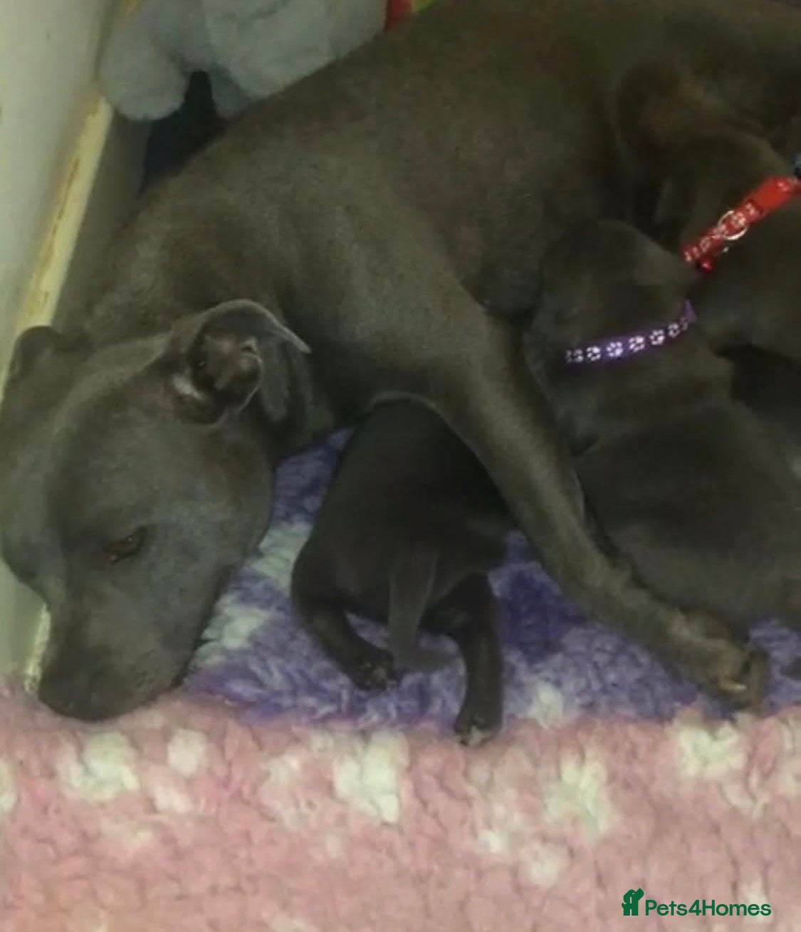 Staffordshire Bull Terrier dogs Outstanding pedigree blue staffy pups  - Advert 1