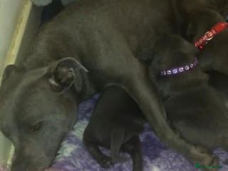 Staffordshire Bull Terrier dogs Outstanding pedigree blue staffy pups - Advert 1