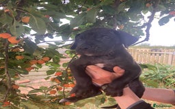 Great Dane dogs for sale: Beautiful Great Dane pups - Image 3