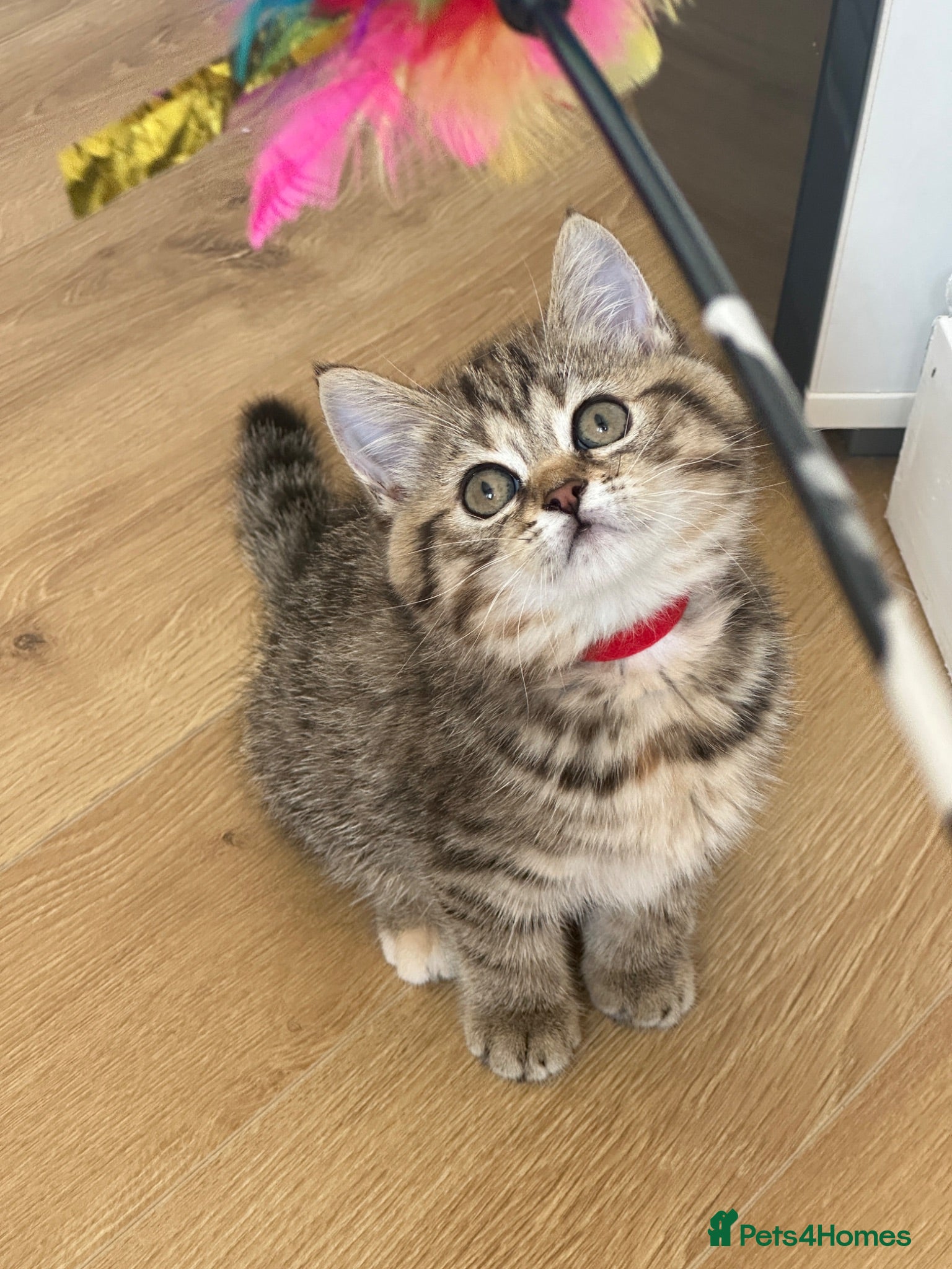 British Shorthair cats 😻LAST GIRL🙀BeautifulBSH Kittens 🐈‍⬛ 🩷💙 - Advert 1